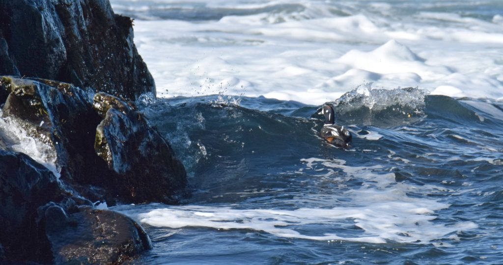 male Harlequin duck in the rough surf