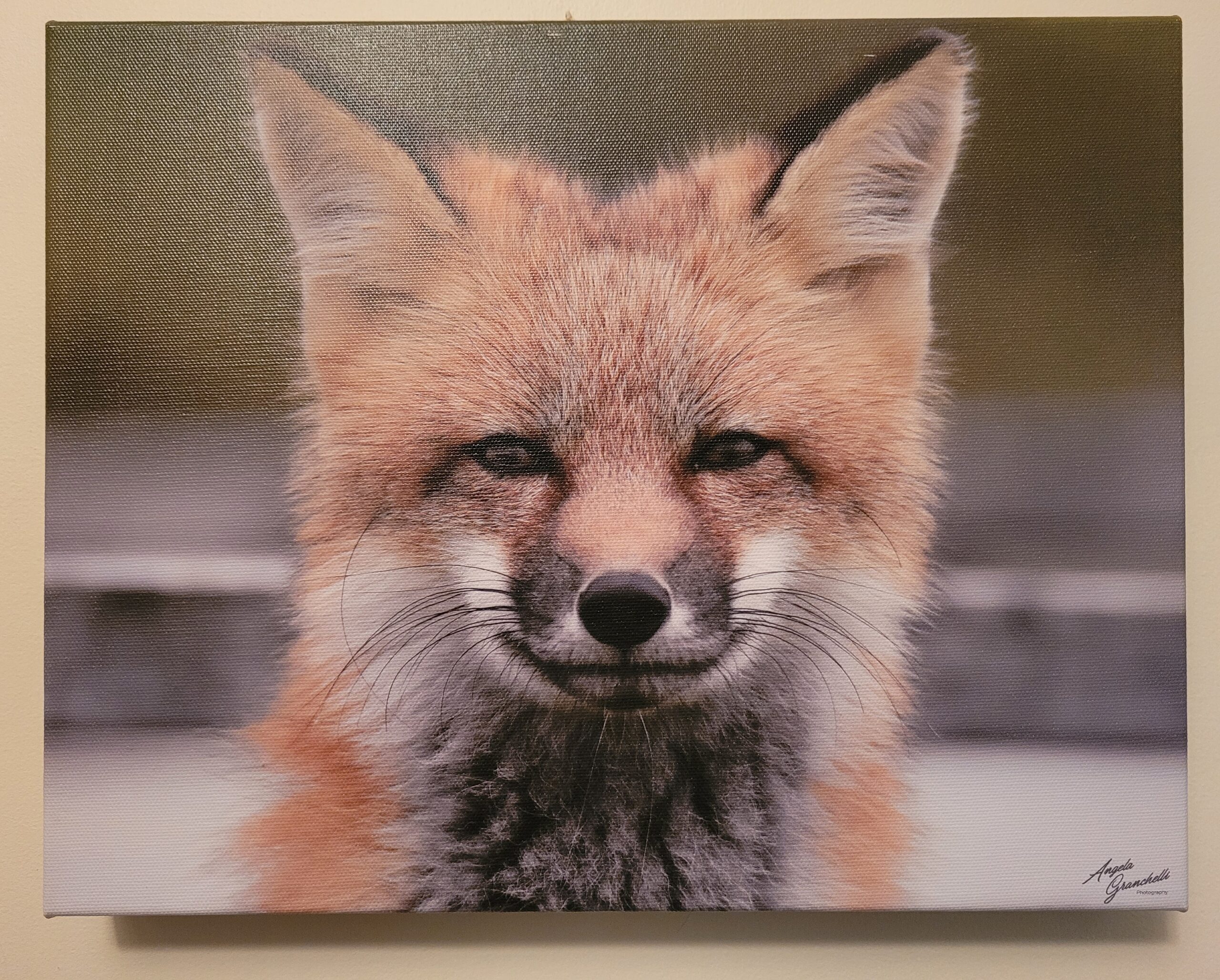 Red Fox kit closeup