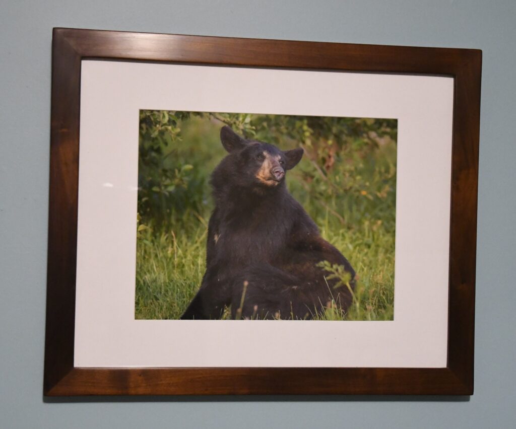 framed Black Bear